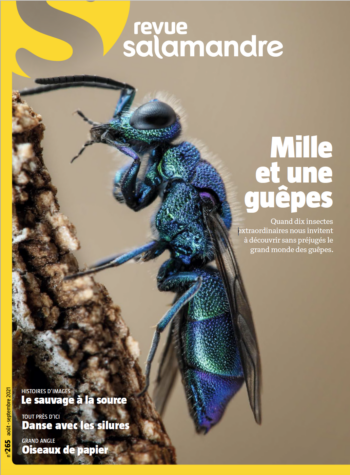 Revue Salamandre 265 Mille et une guêpes
