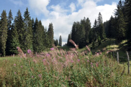 Les épilobes en épis fleurissent 
jusqu’à la fin de l’été. / © Christine Wuillemin
