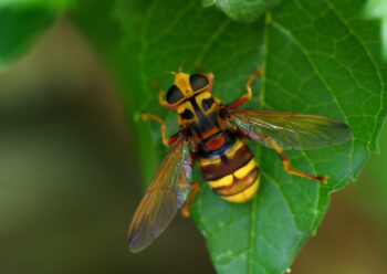 Milésie faux-frelon Milésie faux-frelon