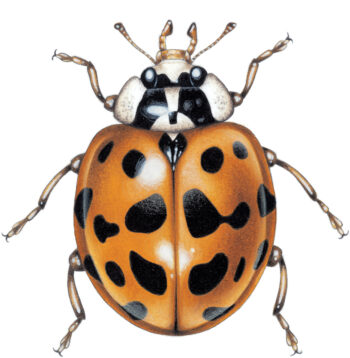 Coccinelle asiatique Coccinelle asiatique