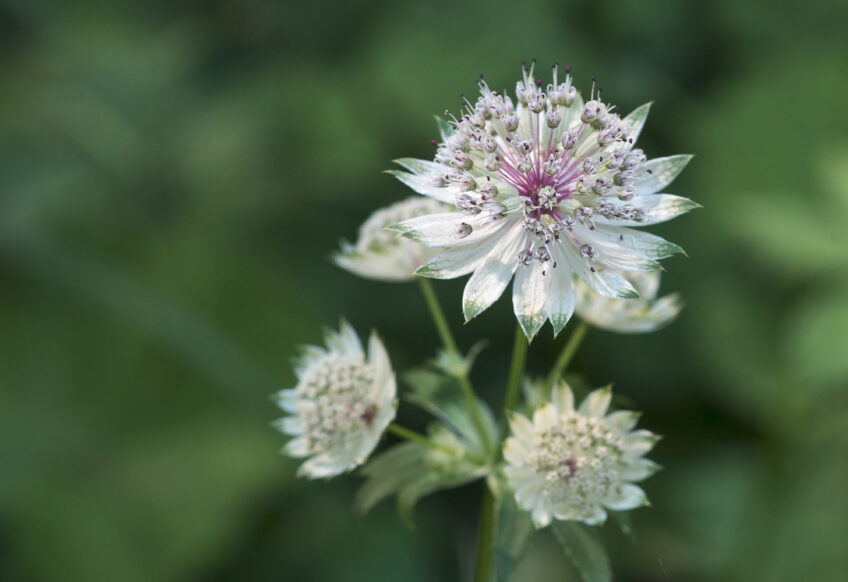 Admirez de près les fleurs discrètes et élégantes de la grande astrance. Fourmis, découvrez les fourmilières géantes du Jura suisse