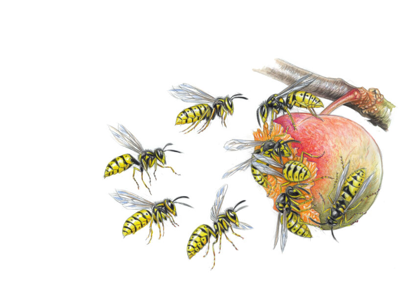 Guêpe commune, ambassadrice malgré elle