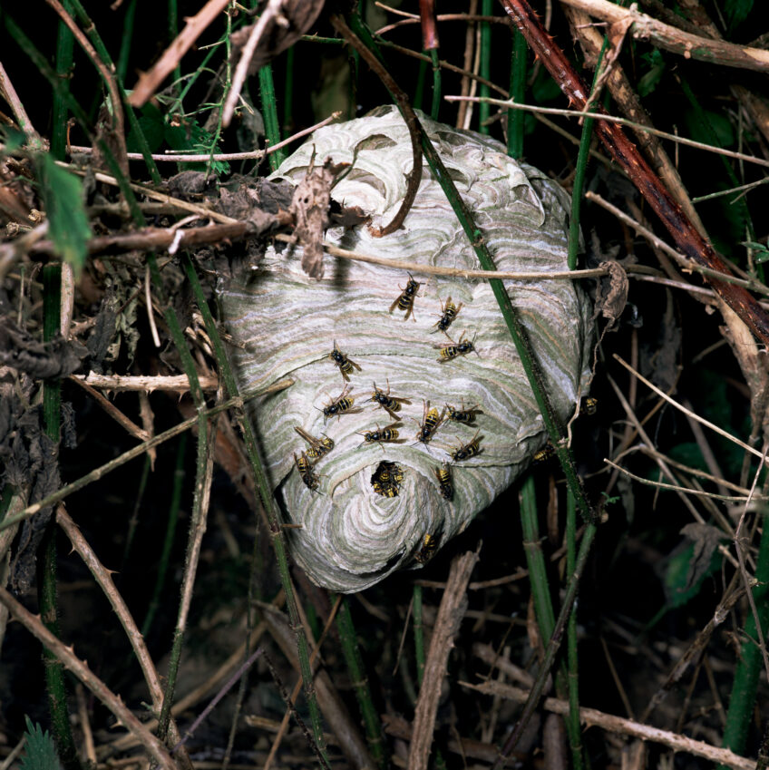 Nid de guêpes des buissons