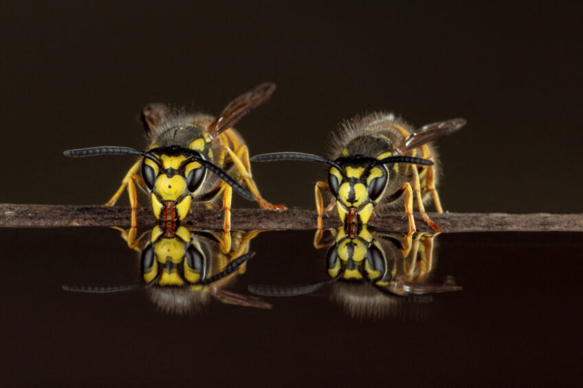 Guêpe et commune et guêpe germanique