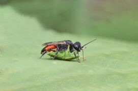 Astata boops / © Penny Metal