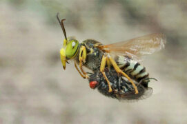 Bembix rostrata 
 / © Horst Beutler †