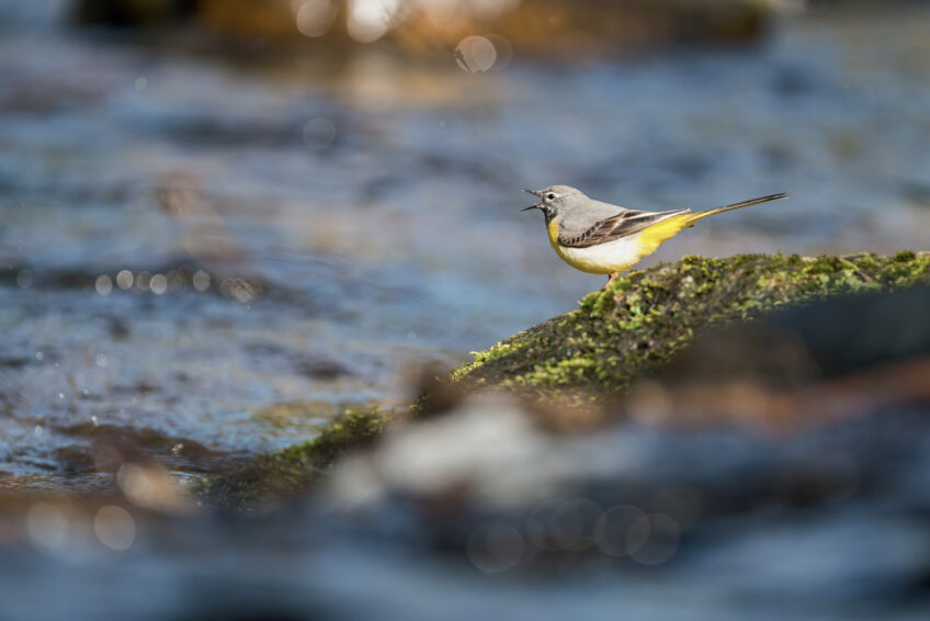 Bergeronnette des ruisseaux Bergeronnette des ruisseaux