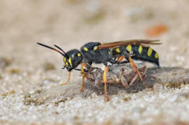 Cerceris arenaria
 / © Horst Beutler †