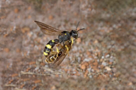 Cerceris rybyensis
 / © Rolf Nagel