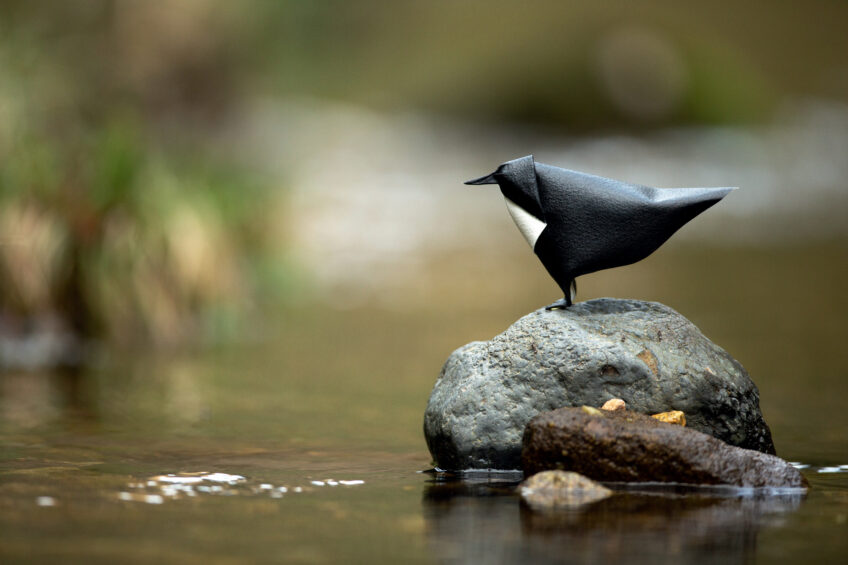 Cincle plongeur h 15 cm, plié à partir d’un carré de 15 cm de côté
peinture acrylique noire sur une face, papier Arches - grain torchon - 300 g/m² Origamis : des oiseaux de papiers dans leur environnement