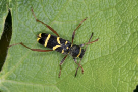 Clyte bélier (coléoptère) / © Frank Hecker