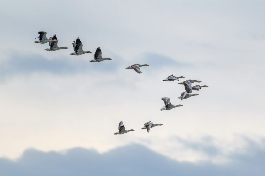 Oiseaux migrateurs : comment les jeunes trouvent-ils leur chemin ?