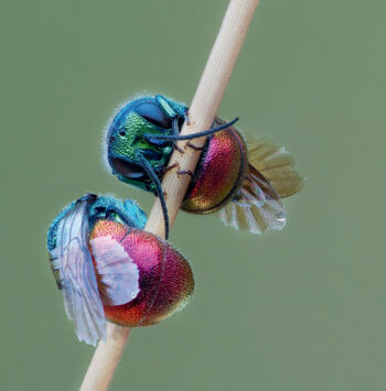 Guêpe coucou, des guêpes parasites aux couleurs incroyables