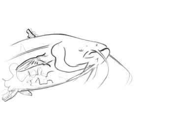 Silure : découvrez un poisson géant au fond du lac Léman