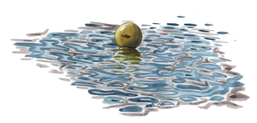 Silure : découvrez un poisson géant au fond du lac Léman