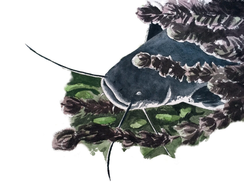 Silure : découvrez un poisson géant au fond du lac Léman