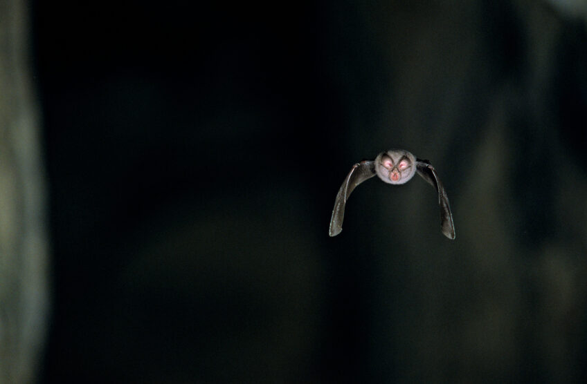 Rhinolophe : Des bunkers aménagés pour la chauve-souris en Suisse