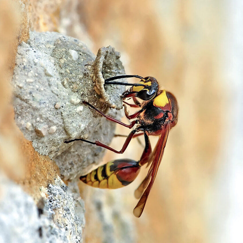 Guêpe maçonne eumène