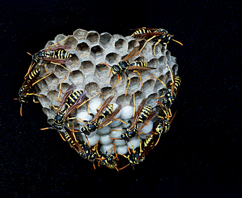 Polistes gaulois, les guêpes sociales pacifiques des jardins