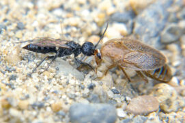 Dolichurus corniculus / © Philippe Dauge