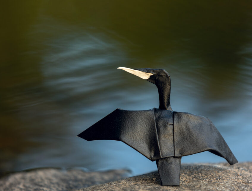 Grand cormoran h 15 cm, plié à partir d’un carré de 20 cm de côté
peinture acrylique noire sur une face, papier Arches - grain torchon - 185 g/m2  Origamis : des oiseaux de papiers dans leur environnement