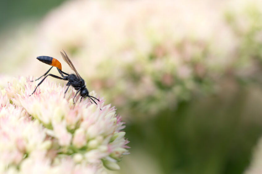 Revue Salamandre Mille et une guêpes
