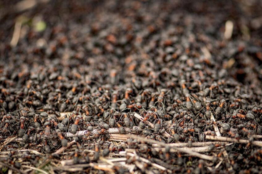 Il existe plusieurs espèces de fourmis des bois en Suisse, très difficiles à distinguer les unes des autres. Fourmis, découvrez les fourmilières géantes du Jura suisse
