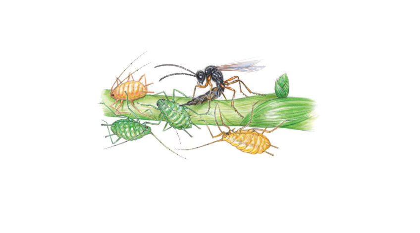 Certaines guêpes pondent leurs œufs dans des pucerons