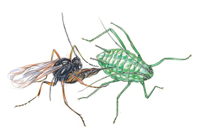 Certaines guêpes pondent leurs œufs dans des pucerons