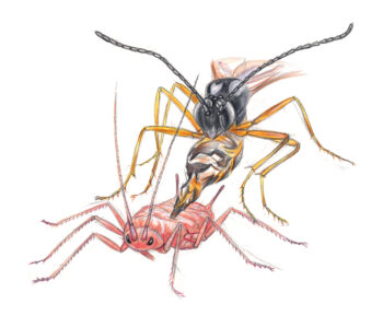 Certaines guêpes pondent leurs œufs dans des pucerons