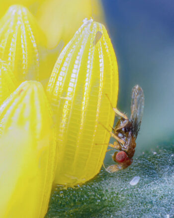 Certaines guêpes pondent leurs œufs dans des pucerons