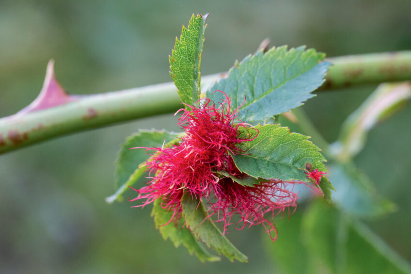 Galle du rosier