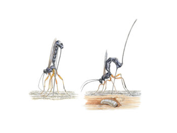 Dolichomitus imperator Dolichomitus imperator