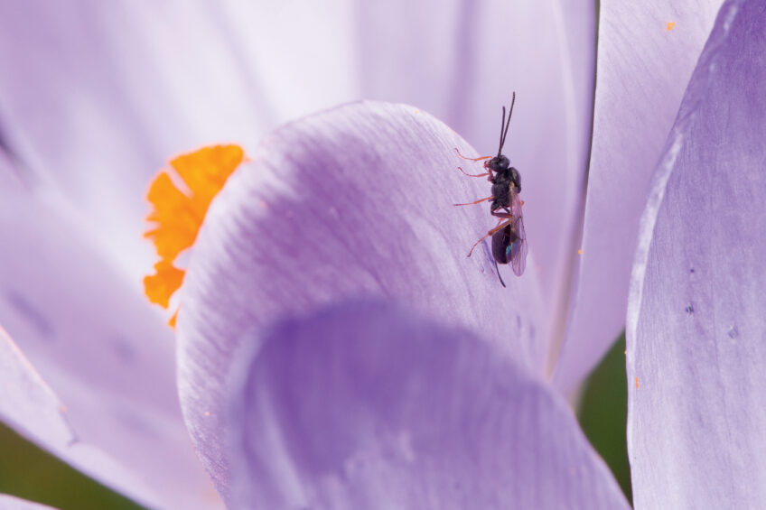 Ichneumon : une guêpe parasite et contorsionniste