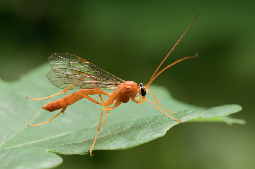 Ichneumon : une guêpe parasite et contorsionniste