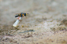 Lestica alata
 / © Horst Beutler †