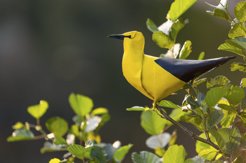 Loriot d’Europe h 22 cm, plié à partir d’un carré de 30 cm de côté
peinture acrylique noire sur une face et jaune sur l’autre, papier Arches - grain torchon - 185 g/m² Origamis : des oiseaux de papiers dans leur environnement