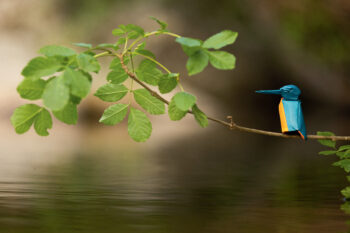 Martin-pêcheur d’Europe h 10 cm, plié à partir d’un carré de 15 cm de côté
peinture acrylique bleue sur une face - aquarelle orange sur l’autre, papier Arches - grain torchon - 185 g/m² Martin-pêcheur d’Europe h 10 cm, plié à partir d’un carré de 15 cm de côté
peinture acrylique bleue sur une face - aquarelle orange sur l’autre, papier Arches - grain torchon - 185 g/m²