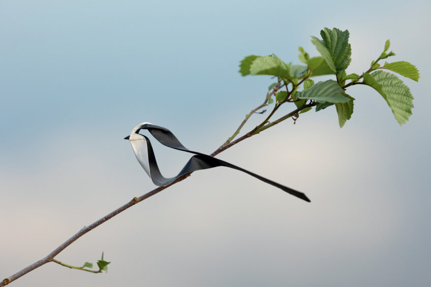 Mésange (orite) à longue queue h 20 cm, plié à partir d’un rectangle de 4 x 50 cm
peinture acrylique noire sur une face, papier Arches - grain torchon - 185 g/m² Origamis : des oiseaux de papiers dans leur environnement