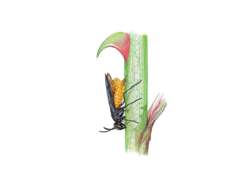 Symphytes, des guêpes ... sans taille de guêpe - portraits