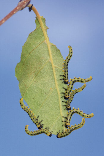 Symphytes, des guêpes ... sans taille de guêpe - larves de tenthrèdes