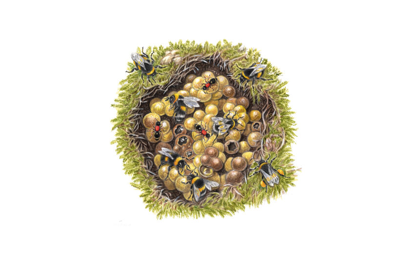 Fourmis de velours, d'étonnantes guêpes sans ailes