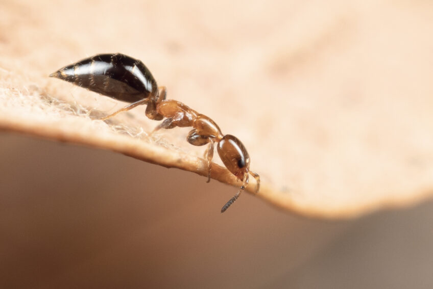scléroderme domestique