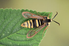 Sésie apiforme (papillon de nuit) / © Minden Pictures / Ingo Arndt / Biosphoto