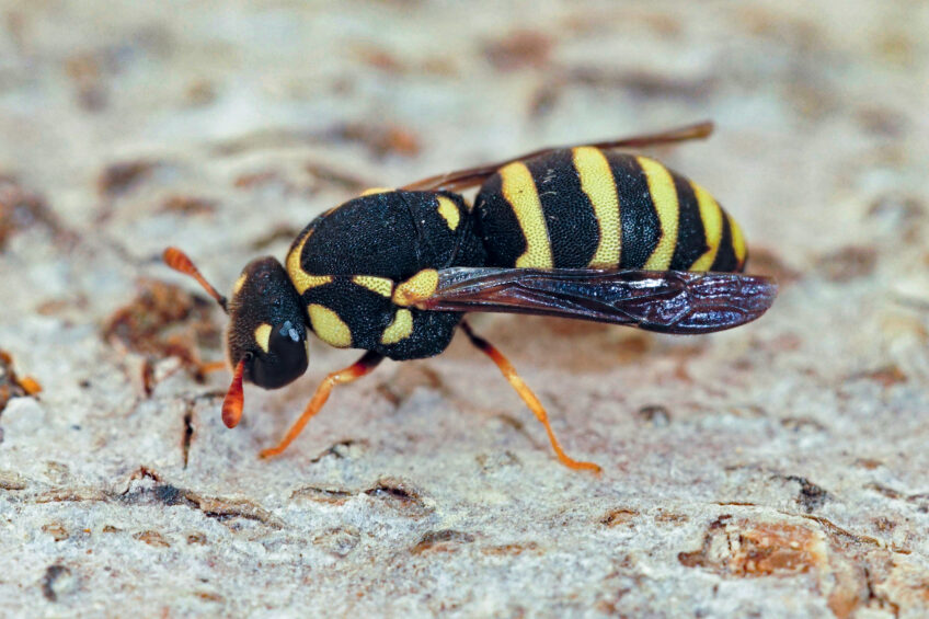 masarinés. Celonites abbreviatus