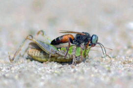 Tachysphex panzeri
 / © Horst Beutler †