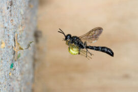 Trypoxylon figulus / © Richard Becker