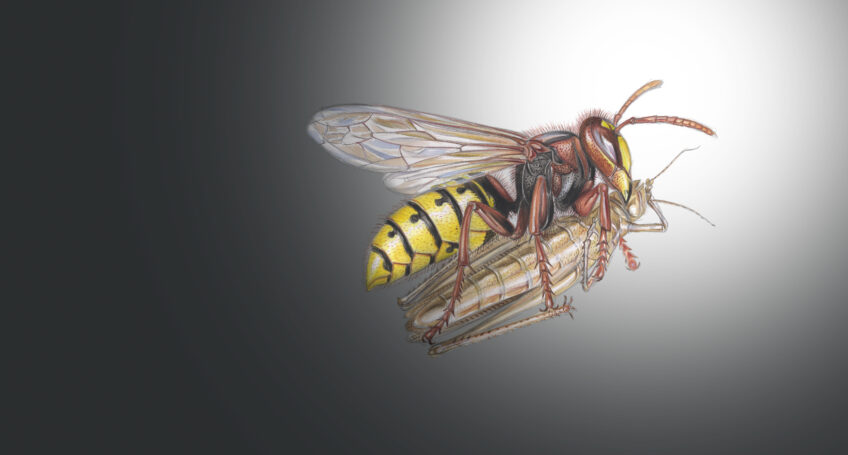 Le frelon européen est aussi nocturne