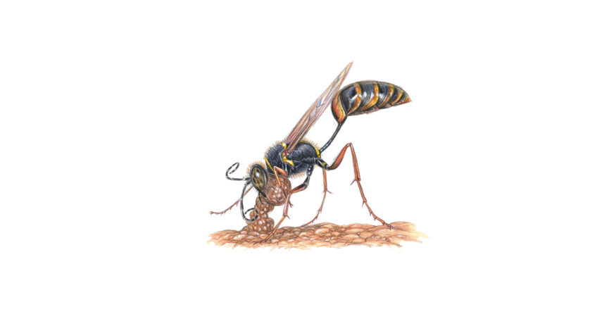 Les guêpes potières et maçonnes construisent d'étranges nids
