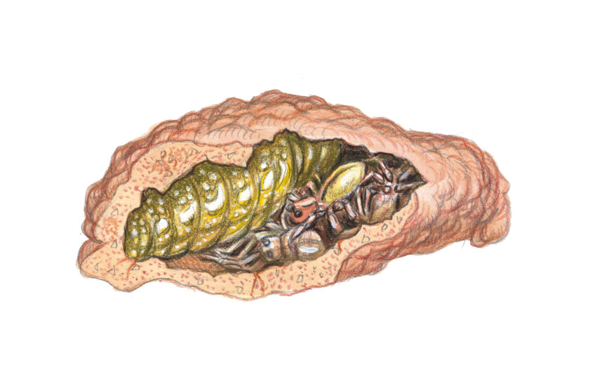 Nid de guêpe maçonne